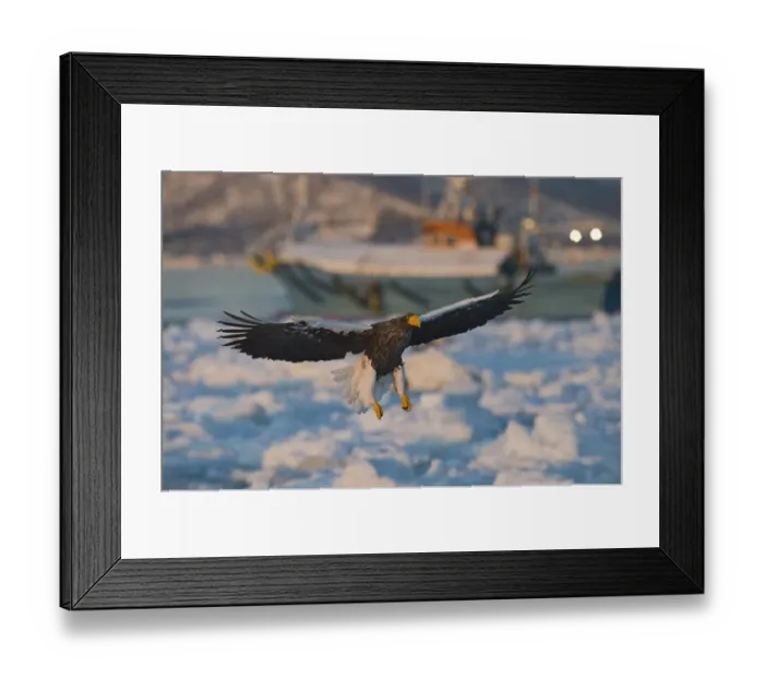 Framed Print : Stellers Eagles Haliaeetus pelagicus amongst sea ice of Okhotsk Sea with fishing Framed Print : Stellers Eagles Haliaeetus pelagicus amongst sea ice of Okhotsk Sea with fishing