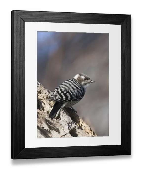 Framed Print : Japanese Pygmy Woodpecker Dendrocopos kizuki nippon Hokkaido Japan Framed Print : Japanese Pygmy Woodpecker Dendrocopos kizuki nippon Hokkaido Japan