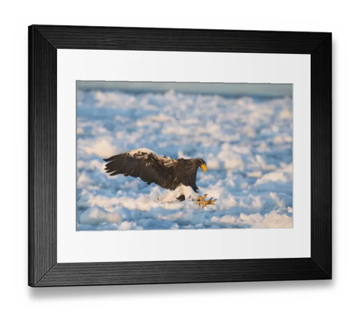 Framed Print : Stellers Eagles Haliaeetus pelagicus Shiretoko Peninsula Hokkaido Japan February Framed Print : Stellers Eagles Haliaeetus pelagicus Shiretoko Peninsula Hokkaido Japan February