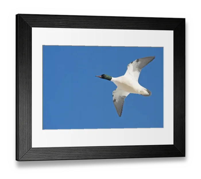 Framed Print : Goosander Mergus merganser male in ice fringed pool Hokkaido Japan Framed Print : Goosander Mergus merganser male in ice fringed pool Hokkaido Japan