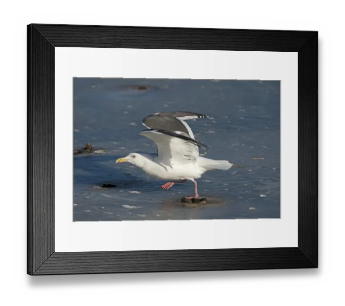 Framed Print : Slaty-backed Gull Larus schisisogus Hokkaido Japan winter Framed Print : Slaty-backed Gull Larus schisisogus Hokkaido Japan winter
