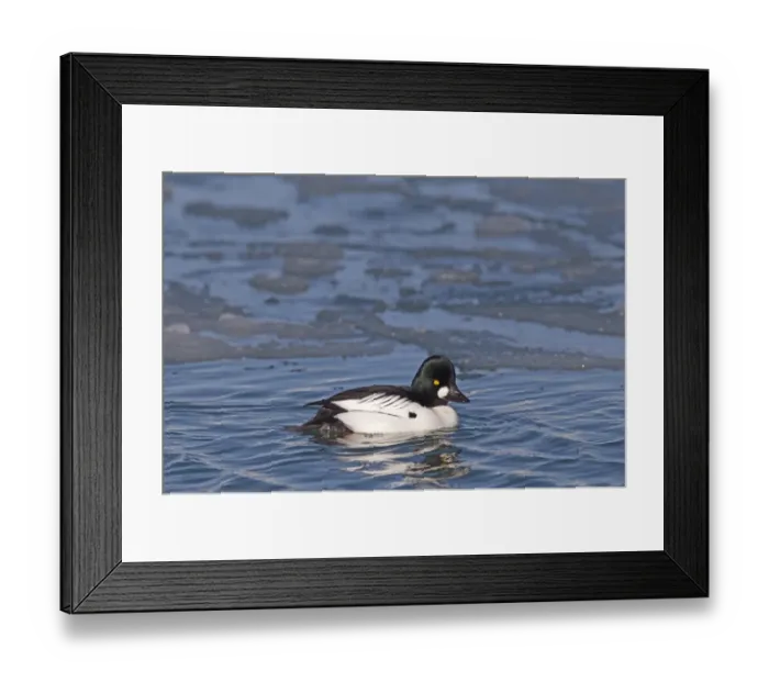 Framed Print : Goldeneye Bucephala clangula male Hokkaido Japan Framed Print : Goldeneye Bucephala clangula male Hokkaido Japan