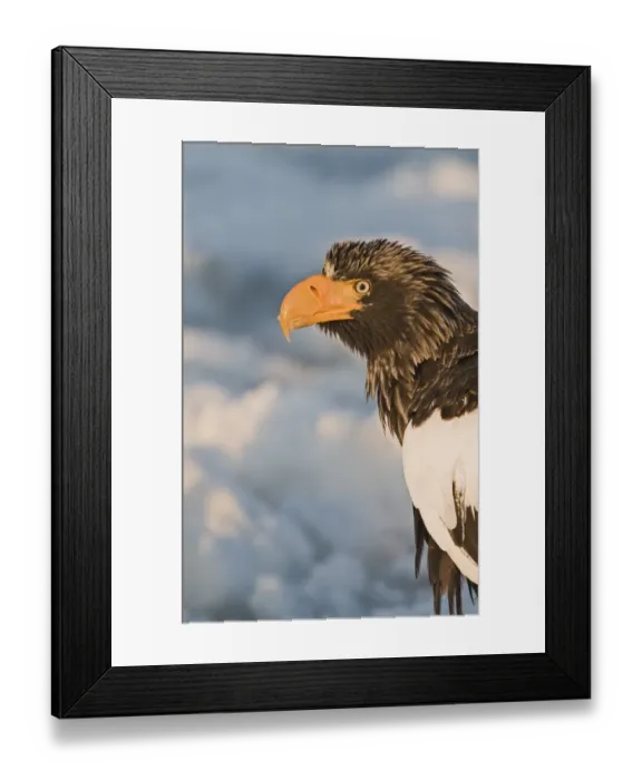 Framed Print : Stellers Eagles Haliaeetus pelagicus out on sea ice off Rausu on Shiretoko Peninsula Framed Print : Stellers Eagles Haliaeetus pelagicus out on sea ice off Rausu on Shiretoko Peninsula