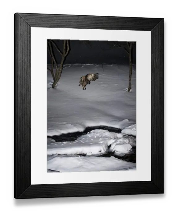 Framed Print : Blakistons Fish Owl Bubo blakistoni dropping down to mountain stream Washino-yado Framed Print : Blakistons Fish Owl Bubo blakistoni dropping down to mountain stream Washino-yado