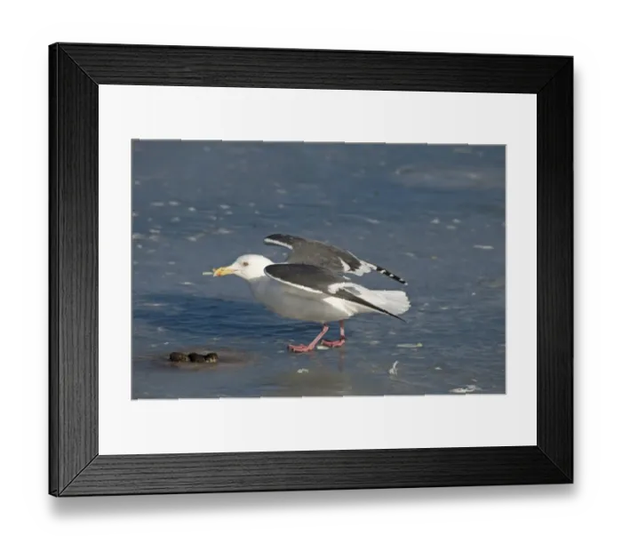 Framed Print : Slaty-backed Gull Larus schisisogus Hokkaido Japan winter Framed Print : Slaty-backed Gull Larus schisisogus Hokkaido Japan winter