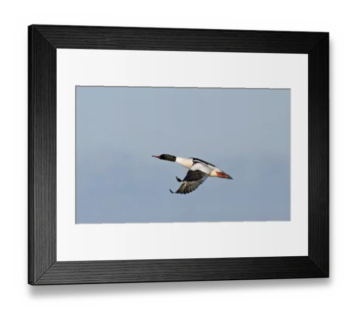 Framed Print : Black Guilemots Cepphus grylle in display Mousa Shetland summer Framed Print : Black Guilemots Cepphus grylle in display Mousa Shetland summer