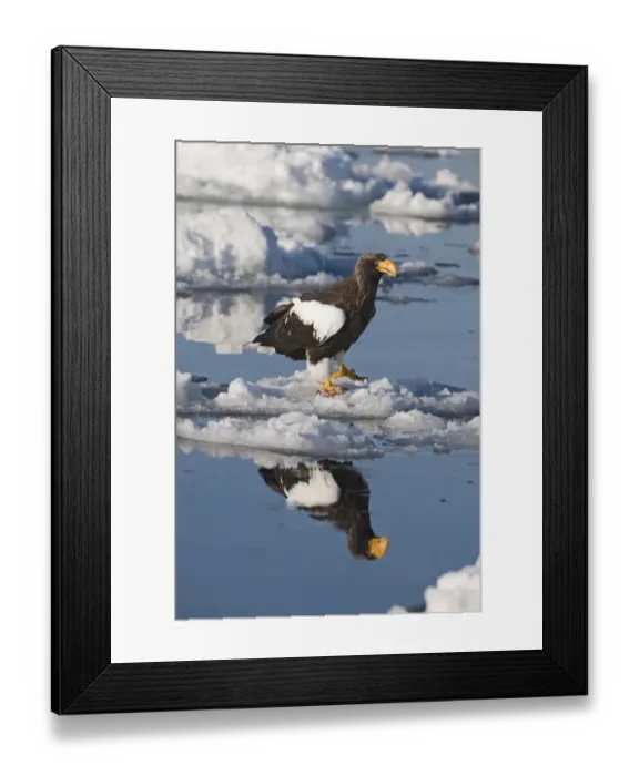 Framed Print : Stellers Eagles Haliaeetus pelagicus on sea ice off Rausu on Shiretoko Peninsula Framed Print : Stellers Eagles Haliaeetus pelagicus on sea ice off Rausu on Shiretoko Peninsula