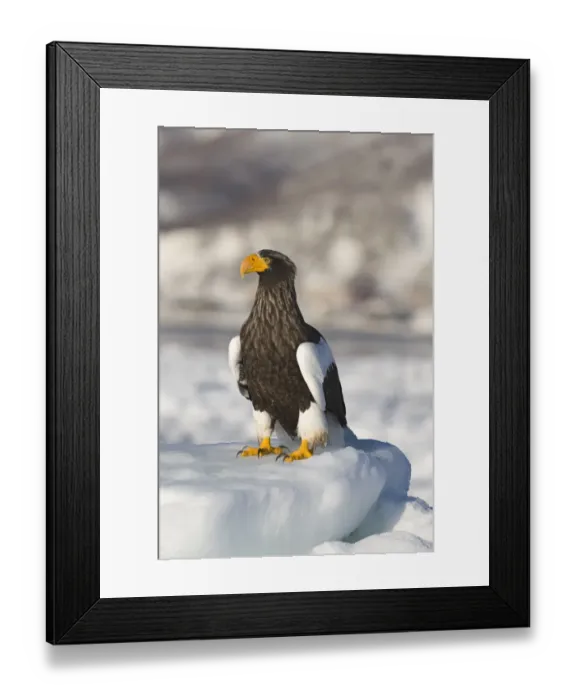 Framed Print : Stellers Eagles Haliaeetus pelagicus out on sea ice off Rausu on Shiretoko Peninsula Framed Print : Stellers Eagles Haliaeetus pelagicus out on sea ice off Rausu on Shiretoko Peninsula