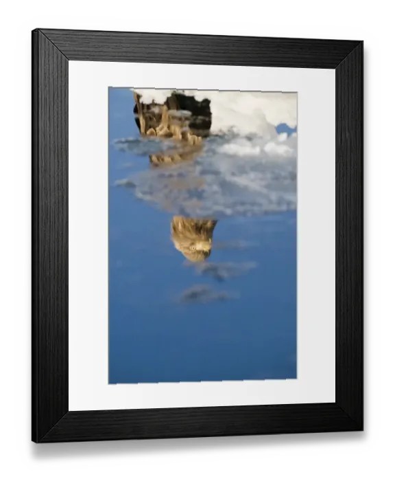Framed Print : White-tailed Eagle (Sea Eagle) Haliaeetus albicilla adult reflection in ice floe Framed Print : White-tailed Eagle (Sea Eagle) Haliaeetus albicilla adult reflection in ice floe