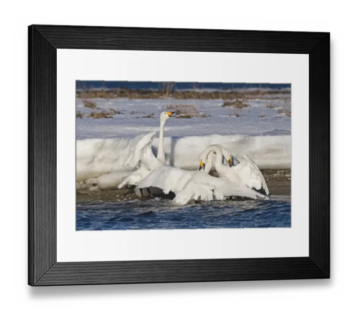 Framed Print : Whooper Swans Cygnus cygnus pair in courtship bonding display and being aggressive Framed Print : Whooper Swans Cygnus cygnus pair in courtship bonding display and being aggressive