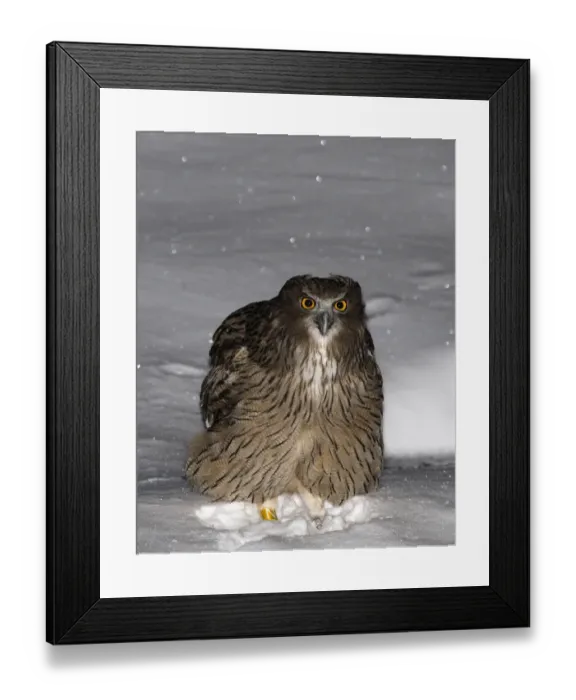 Framed Print : Blakistons Fish Owl Bubo blakistoni Washino-yado Rausu Hokkaido Japan January Framed Print : Blakistons Fish Owl Bubo blakistoni Washino-yado Rausu Hokkaido Japan January