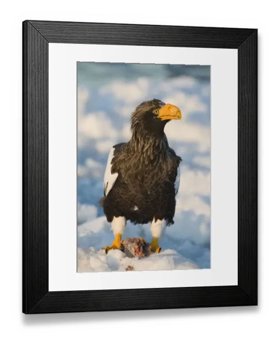 Framed Print : Stellers Eagles Haliaeetus pelagicus out on sea ice off Rausu on Shiretoko Peninsula Framed Print : Stellers Eagles Haliaeetus pelagicus out on sea ice off Rausu on Shiretoko Peninsula