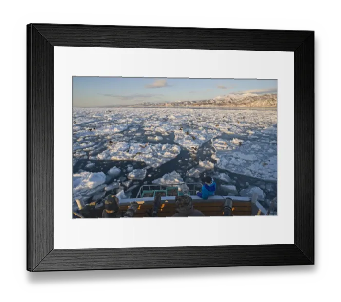 Framed Print : Photographers and eagles (Stellers and Sea Eagles) in pack ice in Nemuro Channel Framed Print : Photographers and eagles (Stellers and Sea Eagles) in pack ice in Nemuro Channel