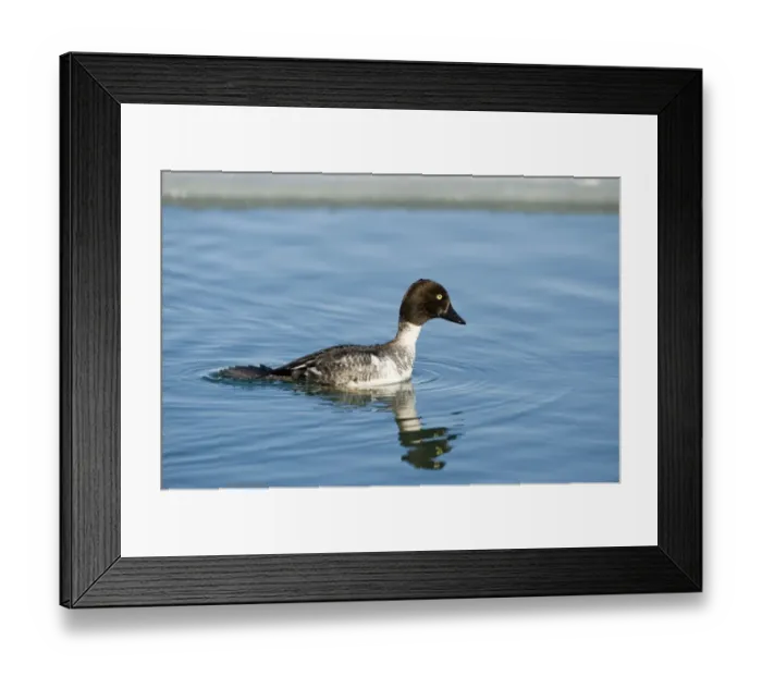 Framed Print : Goldeneye Bucephala clangula imm male  /  winter Hokkaido Japan (diving sequence)