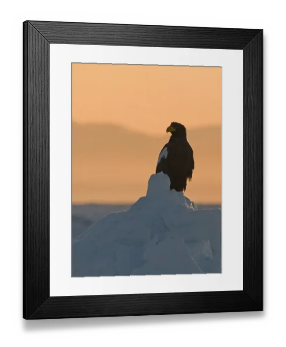 Framed Print : Stellers Eagles Haliaeetus pelagicus at sunrise on sea ice in Sea of Okhotsk off