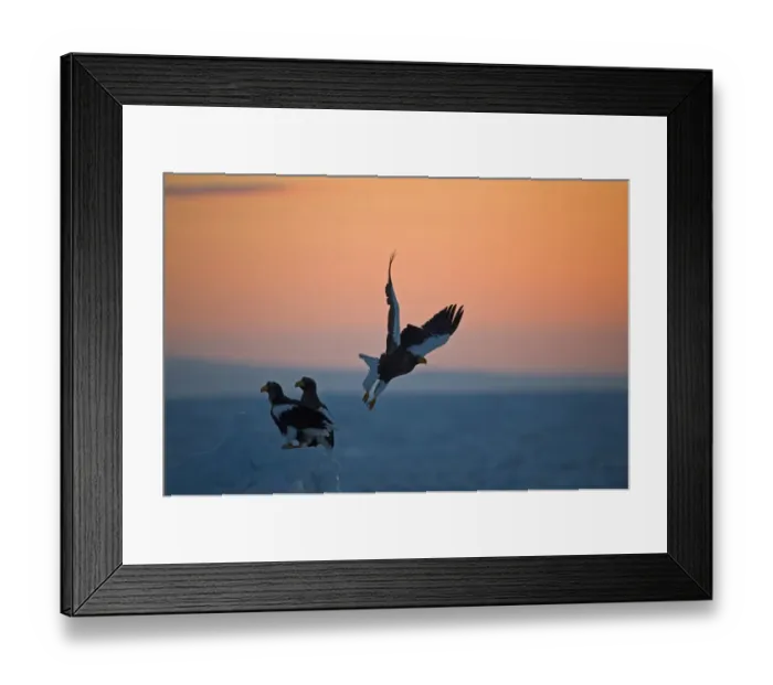 Framed Print : Stellers Eagles Haliaeetus pelagicusat sunrise on sea ice in Sea of Okhotsk off Framed Print : Stellers Eagles Haliaeetus pelagicusat sunrise on sea ice in Sea of Okhotsk off