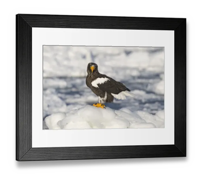 Framed Print : Stellers Eagles Haliaeetus pelagicus out on sea ice off Rausu on Shiretoko Peninsula Framed Print : Stellers Eagles Haliaeetus pelagicus out on sea ice off Rausu on Shiretoko Peninsula
