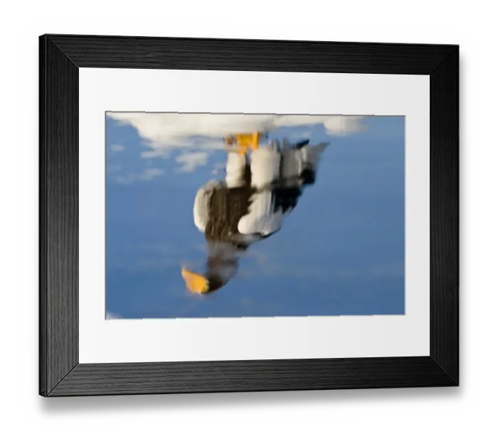 Framed Print : Stellers Eagle Haliaeetus pelagicus reflection of adult among sea ice in Nemuro Framed Print : Stellers Eagle Haliaeetus pelagicus reflection of adult among sea ice in Nemuro