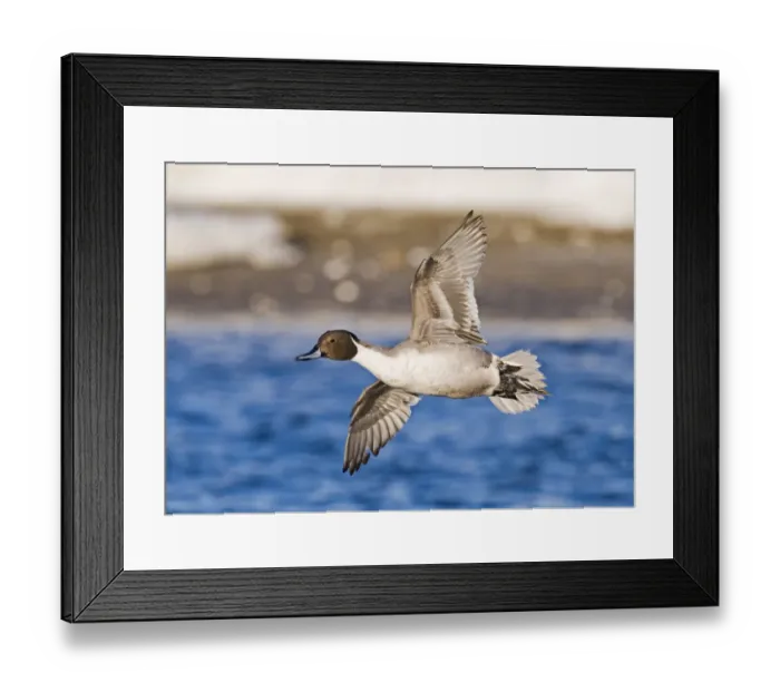 Framed Print : Pintail Anas acuta Hokkaido Japan Framed Print : Pintail Anas acuta Hokkaido Japan