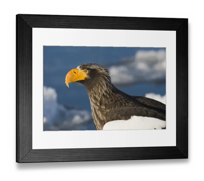Framed Print : Stellers Eagles Haliaeetus pelagicus out on sea ice off Rausu on Shiretoko Peninsula