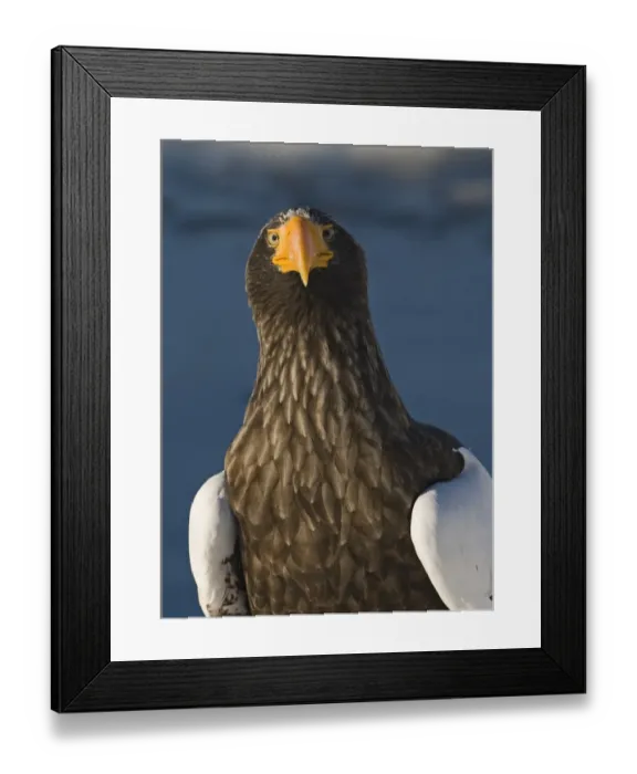 Framed Print : Stellers Eagles Haliaeetus pelagicus out on sea ice off Rausu on Shiretoko Peninsula