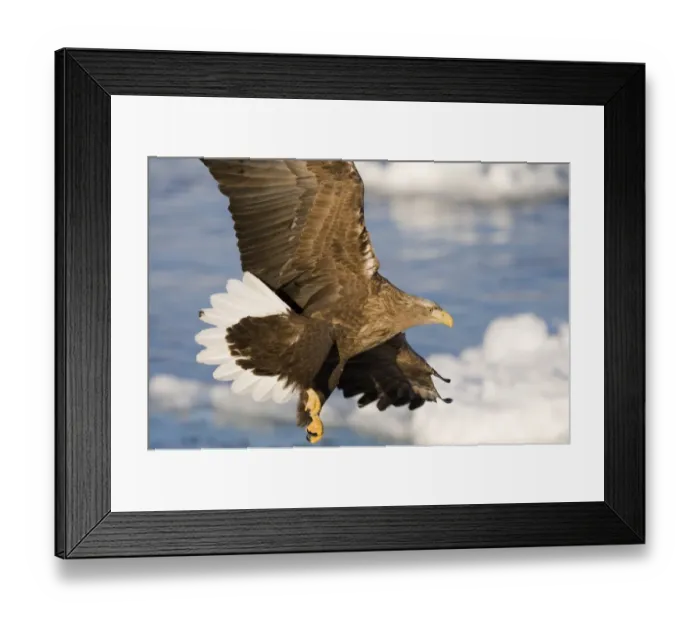 Framed Print : White-tailed Eagle (Sea Eagle) Haliaeetus albicilla Nemuro Channel Hokkaido Japan (Note