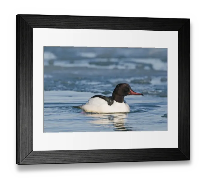 Framed Print : Goosander Mergus merganser male Hokkaido Japan winter Framed Print : Goosander Mergus merganser male Hokkaido Japan winter