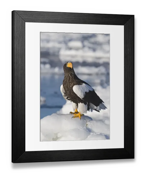 Framed Print : Stellers Eagles Haliaeetus pelagicus out on sea ice off Rausu on Shiretoko Peninsula Framed Print : Stellers Eagles Haliaeetus pelagicus out on sea ice off Rausu on Shiretoko Peninsula