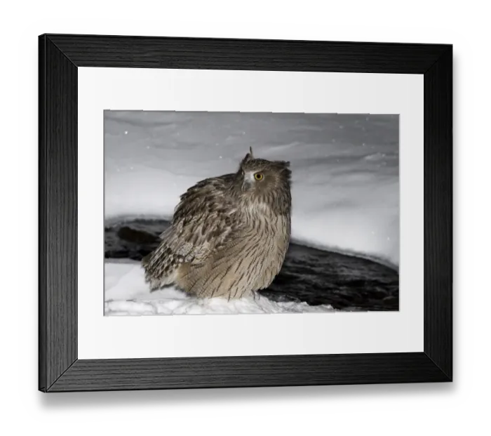 Framed Print : Blakistons Fish Owl Bubo blakistoni Washino-yado Rausu Hokkaido Japan January Framed Print : Blakistons Fish Owl Bubo blakistoni Washino-yado Rausu Hokkaido Japan January