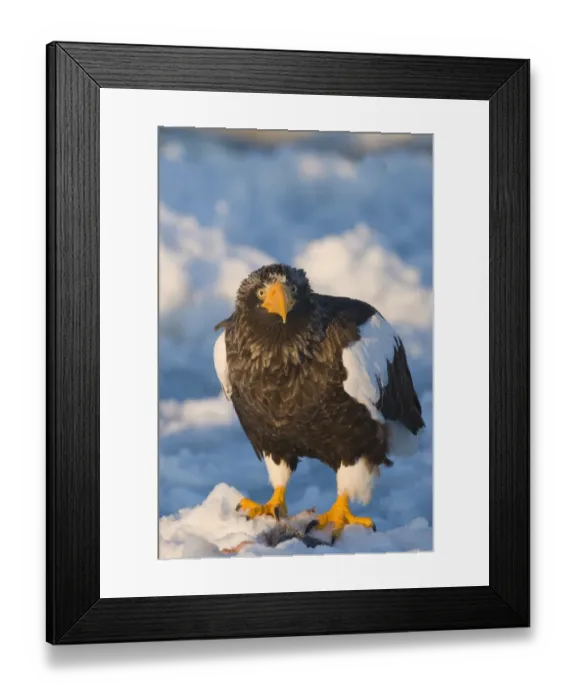 Framed Print : Stellers Eagles Haliaeetus pelagicus out on sea ice off Rausu on Shiretoko Peninsula Framed Print : Stellers Eagles Haliaeetus pelagicus out on sea ice off Rausu on Shiretoko Peninsula