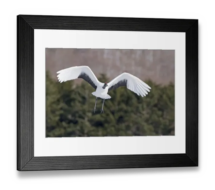 Framed Print : Japanese (Red-crowned) Cranes Grus japonensis Hokkaido Japan February Framed Print : Japanese (Red-crowned) Cranes Grus japonensis Hokkaido Japan February