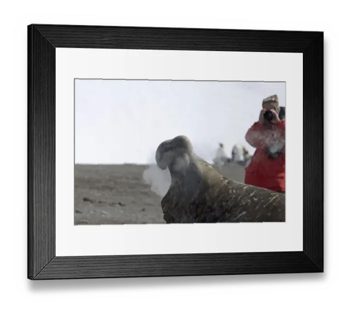Framed Print : Tourist photographing a Southern Elephant Seal Mirounga leonina Gold Harbour South Framed Print : Tourist photographing a Southern Elephant Seal Mirounga leonina Gold Harbour South