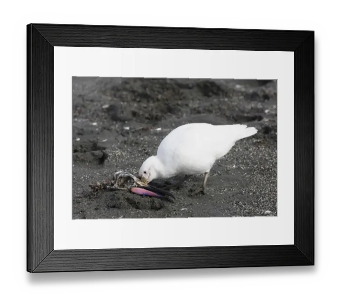 Framed Print : Pale-faced Sheathbill Chionis alba feeding on king penguin skull South Georgia Framed Print : Pale-faced Sheathbill Chionis alba feeding on king penguin skull South Georgia