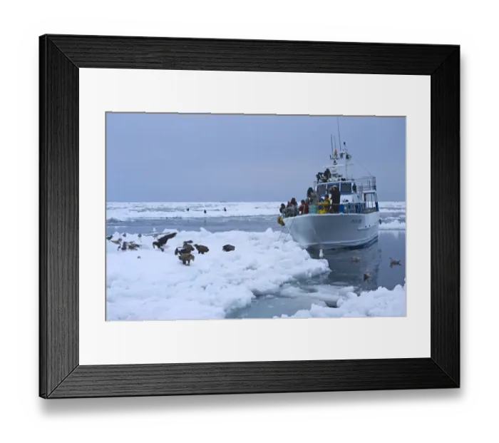 Framed Print : Tourists photographing Stellers and White-tailed Sea Eagles in pack ice off Shiteko Framed Print : Tourists photographing Stellers and White-tailed Sea Eagles in pack ice off Shiteko