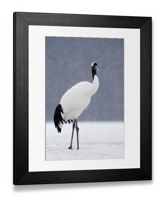 Framed Print : Japanese (Red crowned) Crane Grus japonensis Akan Hokkaido Japan winter Framed Print : Japanese (Red crowned) Crane Grus japonensis Akan Hokkaido Japan winter