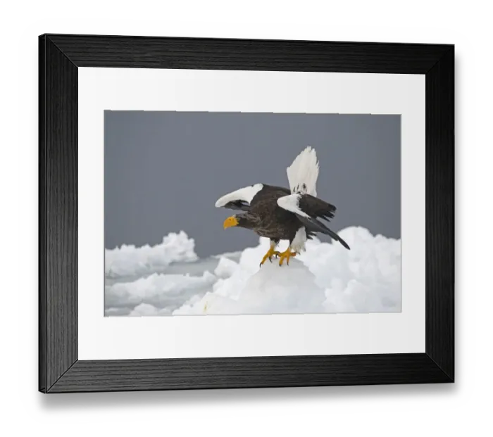 Framed Print : Stellers Eagles Haliaeetus pelagicus on sea ice in Nemuro Channel off Rausu Hokkaido Framed Print : Stellers Eagles Haliaeetus pelagicus on sea ice in Nemuro Channel off Rausu Hokkaido