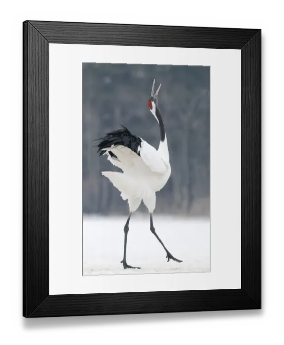 Framed Print : Japanese (Red crowned) Crane Grus japonensis Akan Hokkaido Japan winter Framed Print : Japanese (Red crowned) Crane Grus japonensis Akan Hokkaido Japan winter