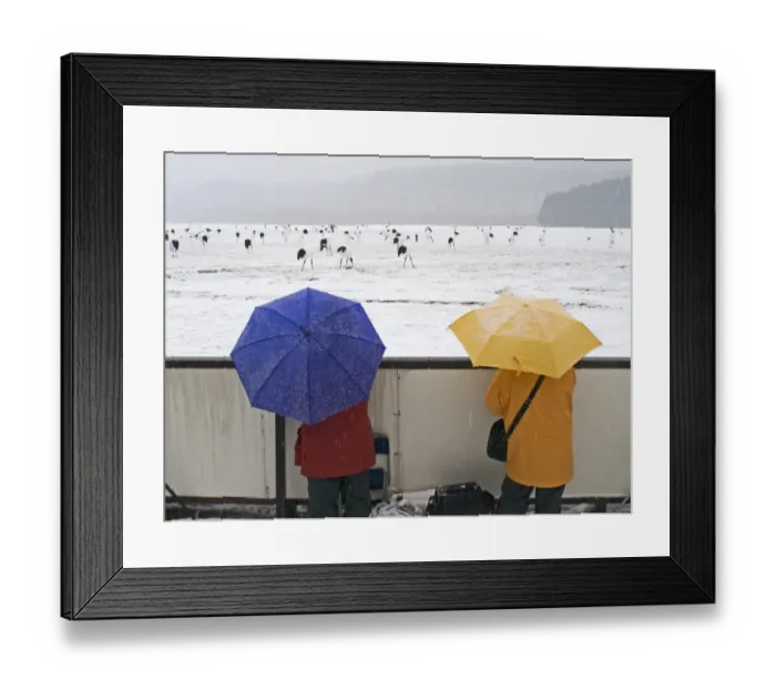 Framed Print : People watching Japanese (Red-crowned) Cranes Grus japonensis at Akan Hokkaido Japan