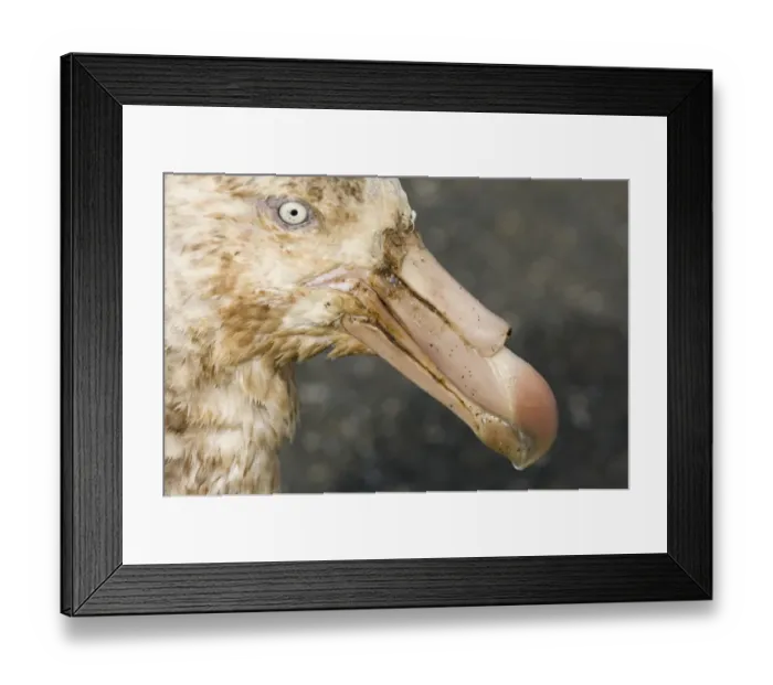Framed Print : Southern Giant Petrel Macronectes giganteus South Georgia
