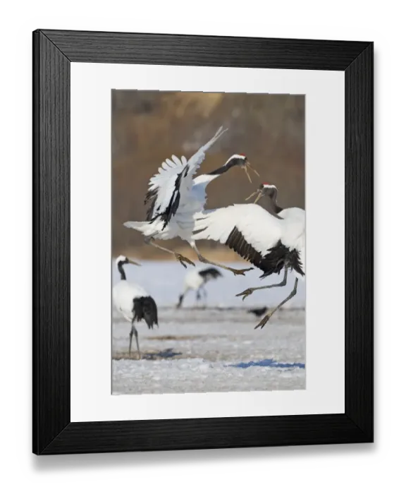 Framed Print : Japanese (Red-crowned) Cranes Grus japonensis fighting Hokkaido Japan February Framed Print : Japanese (Red-crowned) Cranes Grus japonensis fighting Hokkaido Japan February