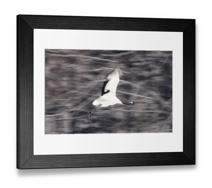 Framed Print : Japanese (Red crowned) Crane Grus japonensis Akan Hokkaido Japan winter