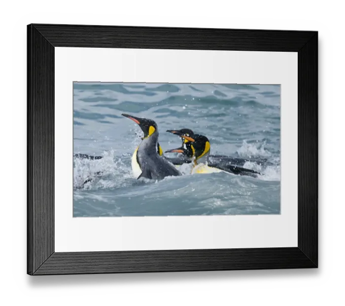 Framed Print : King Penguins bathing in sea Aptenodytes patagonicus St Andrews Bay South Georgia Framed Print : King Penguins bathing in sea Aptenodytes patagonicus St Andrews Bay South Georgia