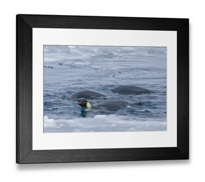 Framed Print : Emperor Penguins Aptenodytes forsteri on ice edge feeding Snow Hill Island Weddell Framed Print : Emperor Penguins Aptenodytes forsteri on ice edge feeding Snow Hill Island Weddell