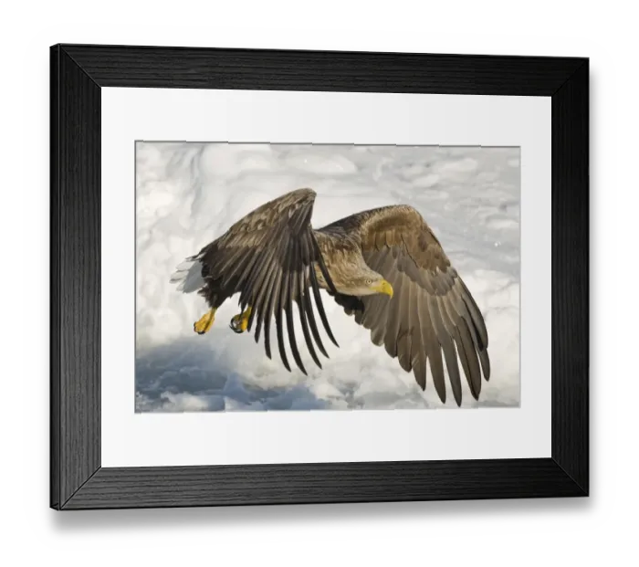 Framed Print : White-tailed Eagle (Sea Eagle) Haliaeetus albicilla adult Nemuro Channel Hokkaido Japan (Note