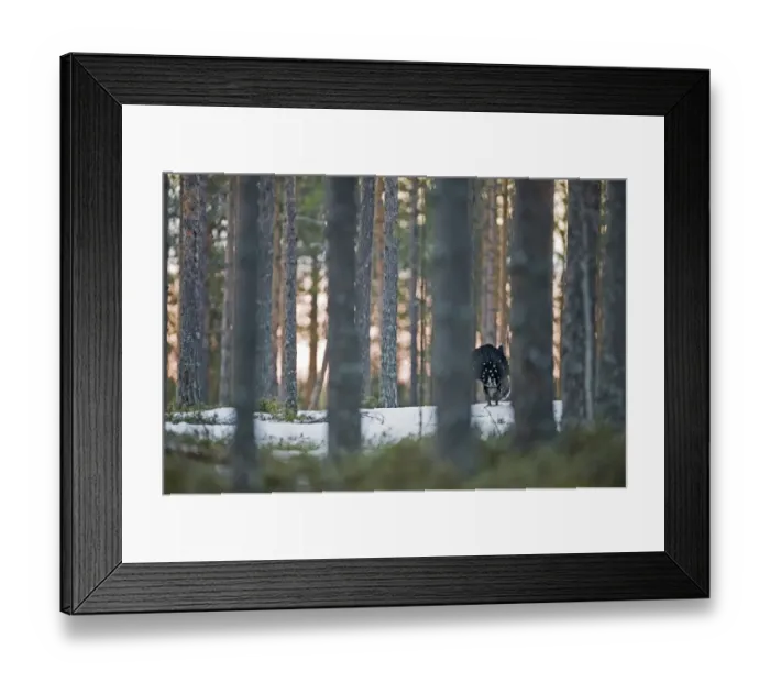 Framed Print : Capercailie Tetrao urogallus displaying at lek in forest at dawn Finland April