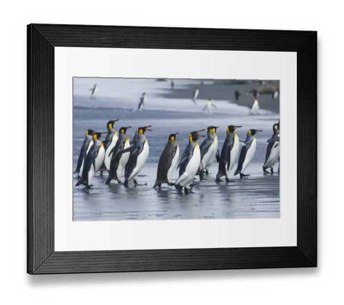 Framed Print : King Penguins Aptenodytes patagonicus adults coming ashore St Andrews Bay South Georgia Framed Print : King Penguins Aptenodytes patagonicus adults coming ashore St Andrews Bay South Georgia