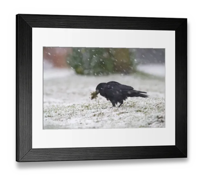 Framed Print : Rook Corvus frugilegus collecting nest material in blizzard Norfolk winter Framed Print : Rook Corvus frugilegus collecting nest material in blizzard Norfolk winter