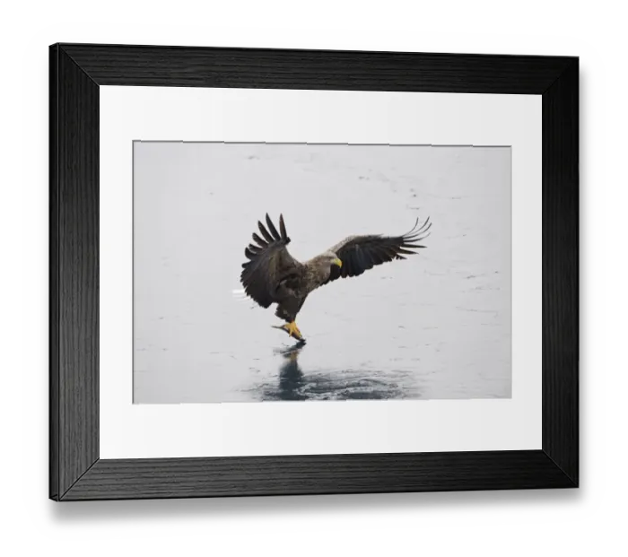 Framed Print : White-tailed Eagle (Sea Eagle) Haliaeetus albicilla adult Nemuro Channel Hokkaido Japan (Note