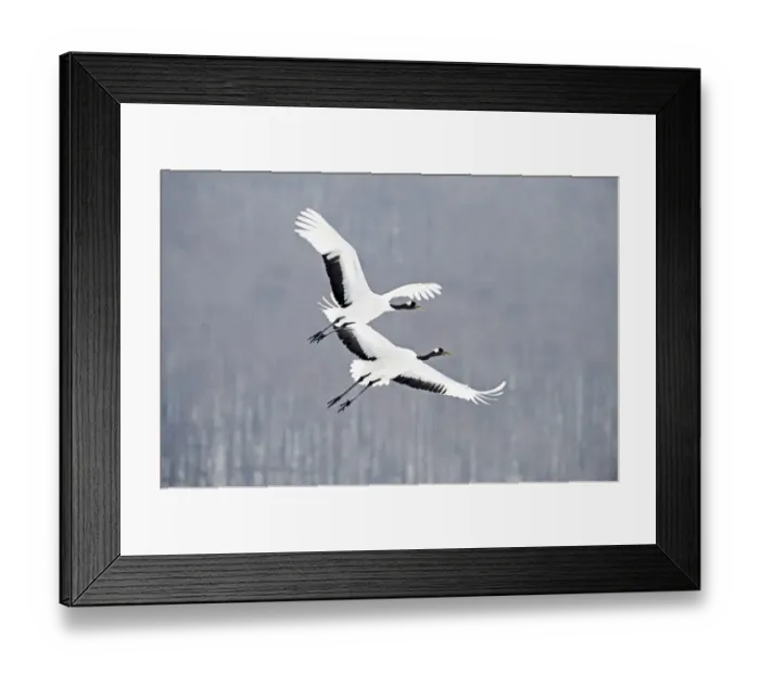 Framed Print : Japanese (Red crowned) Cranes Grus japonensis Akan Hokkaido Japan winter Framed Print : Japanese (Red crowned) Cranes Grus japonensis Akan Hokkaido Japan winter