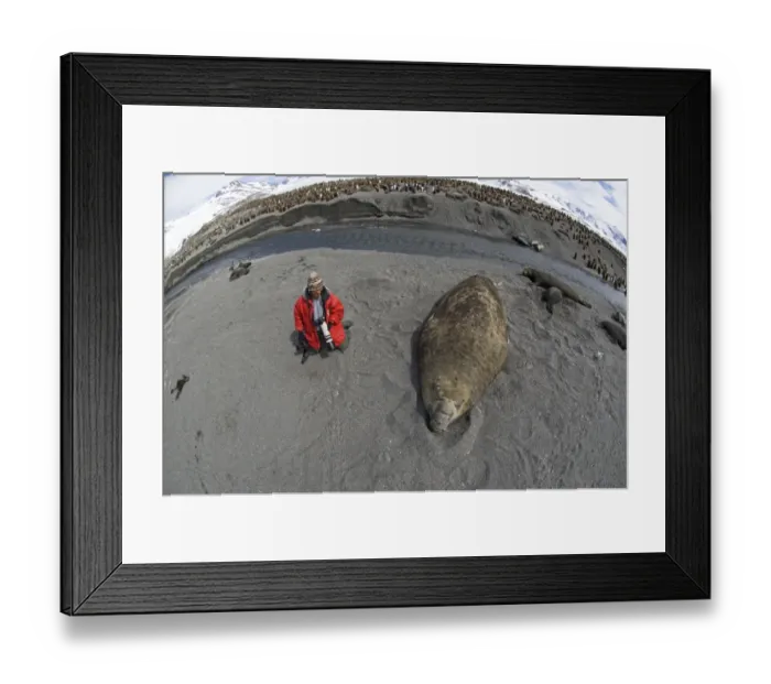 Framed Print : Tourist kneeling next to a Southern Elephant Seal Mirounga leonina (Beachmaster) Framed Print : Tourist kneeling next to a Southern Elephant Seal Mirounga leonina (Beachmaster)